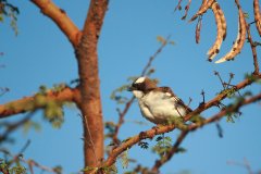 18-Cape sparrow